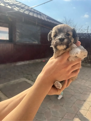 vand pui bichon Cazanesti Ialomita - imagine 2