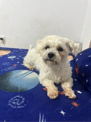 vand pui bichon Cazanesti Ialomita - imagine 3