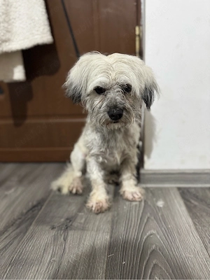 vand pui bichon Cazanesti Ialomita - imagine 5