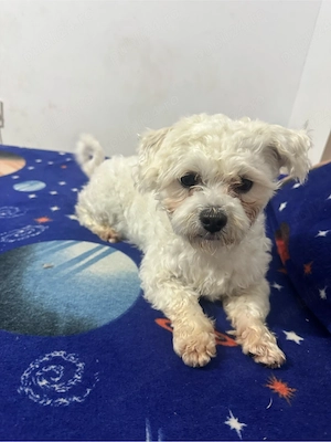 vand pui bichon Cazanesti Ialomita - imagine 4