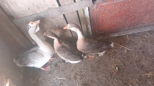 vănd  familie de găste americane 