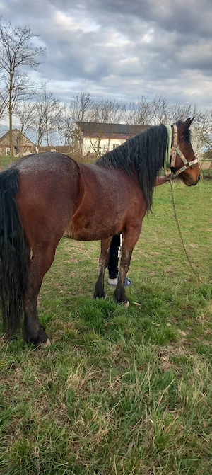 iapă de vanzare  - imagine 2