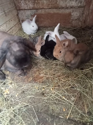 vând 10 iepurași la o lună rasă berbe   - imagine 2