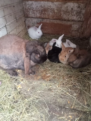 vând 10 iepurași la o lună rasă berbe   - imagine 5