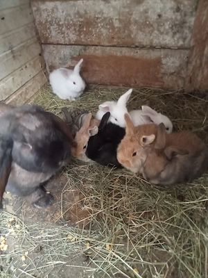 vând 10 iepurași la o lună rasă berbe   - imagine 4