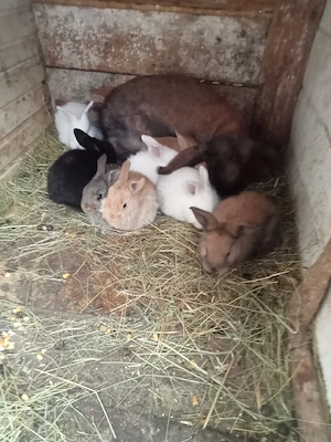 vând 10 iepurași la o lună rasă berbe   - imagine 3