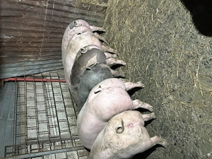 Vând porci  de  carne