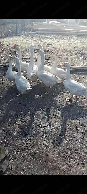 De vânzare gascani - imagine 2