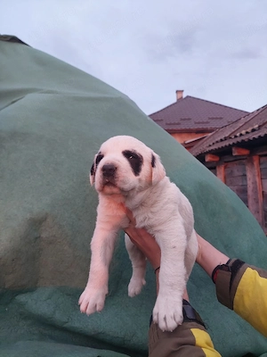 ciobanesc de asia  - imagine 4