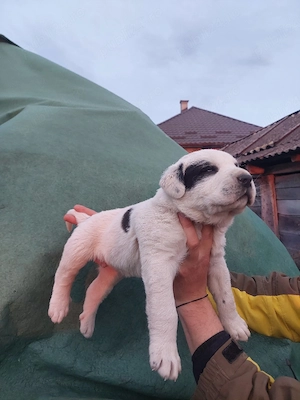 ciobanesc de asia  - imagine 2