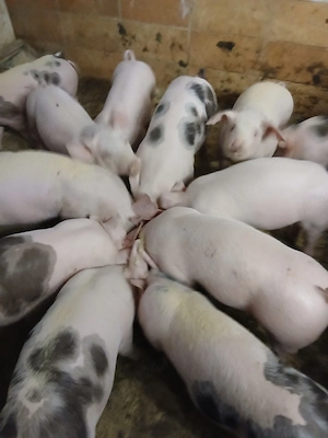 purcei de rasa - imagine 2