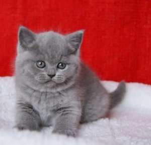 British shorthair - imagine 2