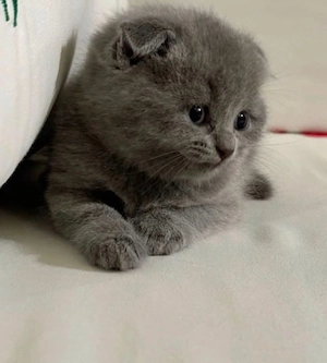 British shorthair  - imagine 2