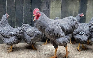 Vand oua gaini de rasa Plymouth Rock Barat