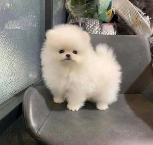 Pui de spitz pomeranian 
