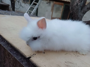 iepuri cap de leu - imagine 3