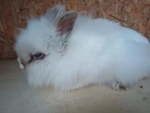 iepuri cap de leu - imagine 4