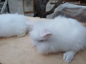 iepuri cap de leu - imagine 5