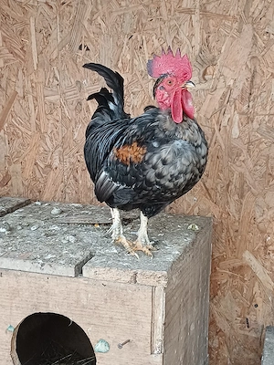 pitoci americani - imagine 5