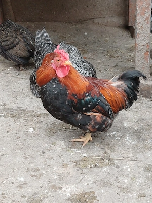 pitoci americani - imagine 4