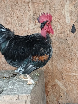 pitoci americani - imagine 3