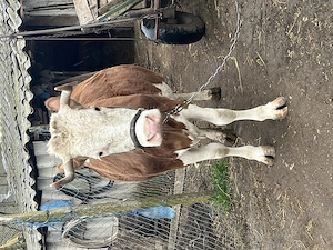 Se vinde vaca cu vițel în burtă  - imagine 2