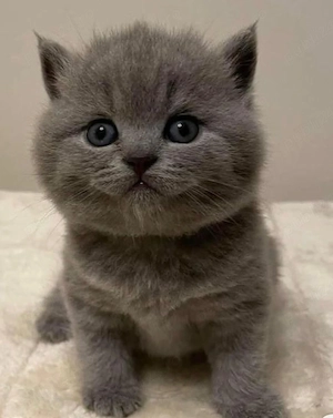 British shorthair