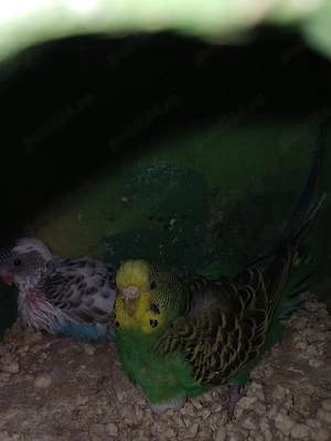 perusi toate culorile - imagine 3