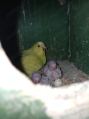 perusi toate culorile