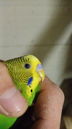 perusi toate culorile - imagine 5