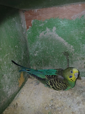 perusi toate culorile - imagine 4