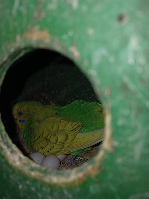 perusi toate culorile - imagine 2