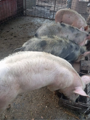 Porci grasuni de vanzare