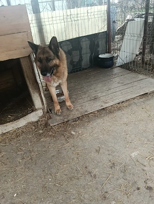 Donez ciobănesc german, un câine foarte iubitor în vârstă de 8 ani  - imagine 3