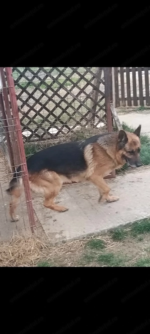 Donez ciobănesc german, un câine foarte iubitor în vârstă de 8 ani 