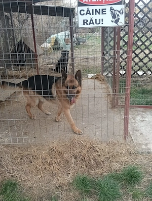 Donez ciobănesc german, un câine foarte iubitor în vârstă de 8 ani  - imagine 2