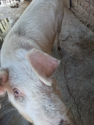 Vând porc gras - imagine 3