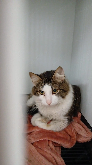 Un motanel cuminte astepta o casuta - imagine 2