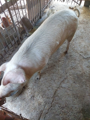 Vând porc gras - imagine 4