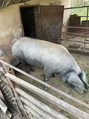 Vand porc pt sacrificat