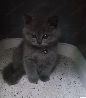Pui british shorthair - imagine 2