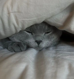 Pui british shorthair