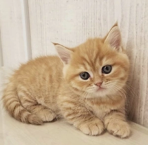 British Shorthair Orange 