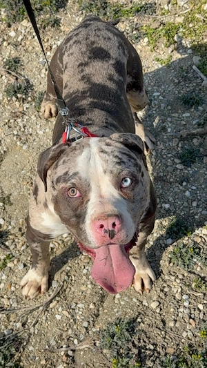 American Bully XL - imagine 2