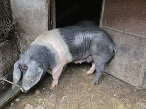 Scroafă BAZNA, de top