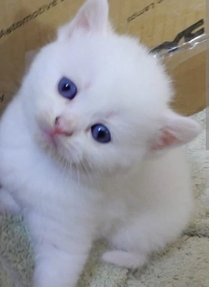 British shorthair alb