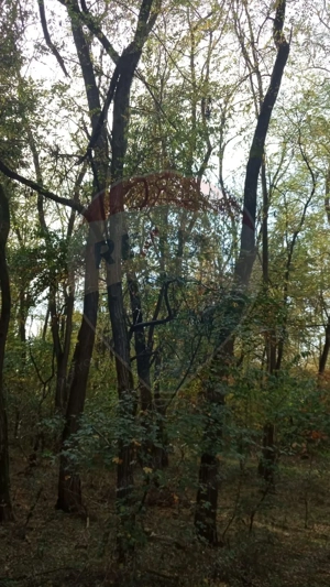 Teren forestier 15,618 mp Santimreu / com. Salard - imagine 6