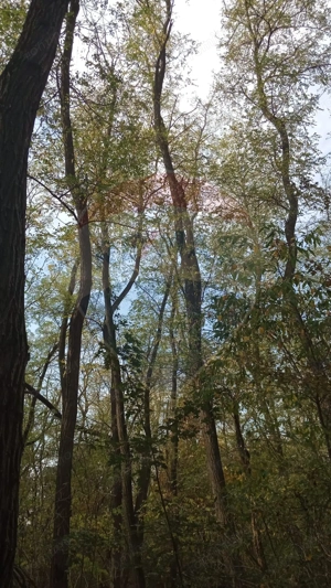 Teren forestier 15,618 mp Santimreu / com. Salard - imagine 7