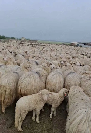 vand  oi  cu  miel   - imagine 2