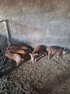 Vând purcei  - imagine 3